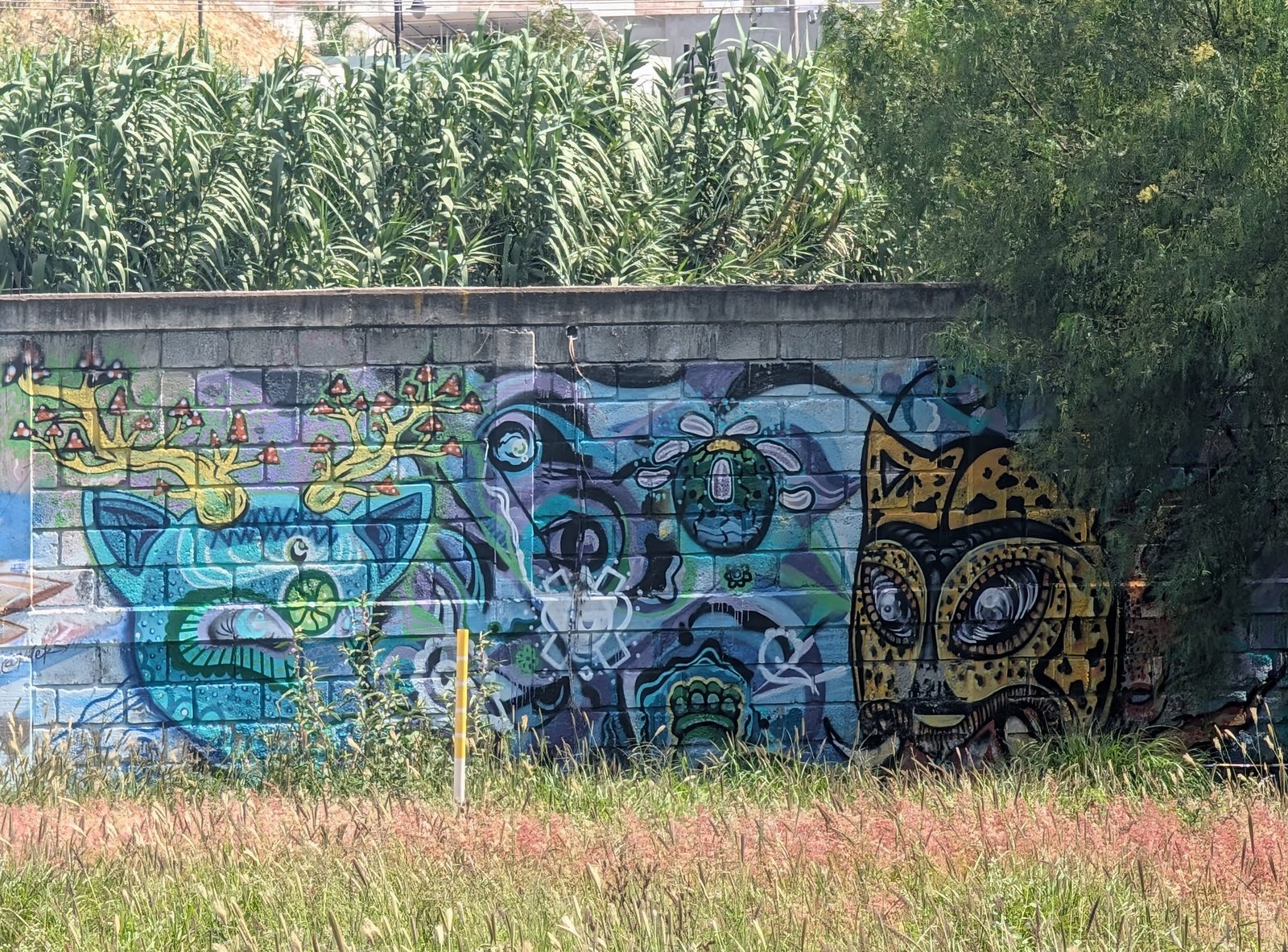 Cat and jaguar with mushrooms