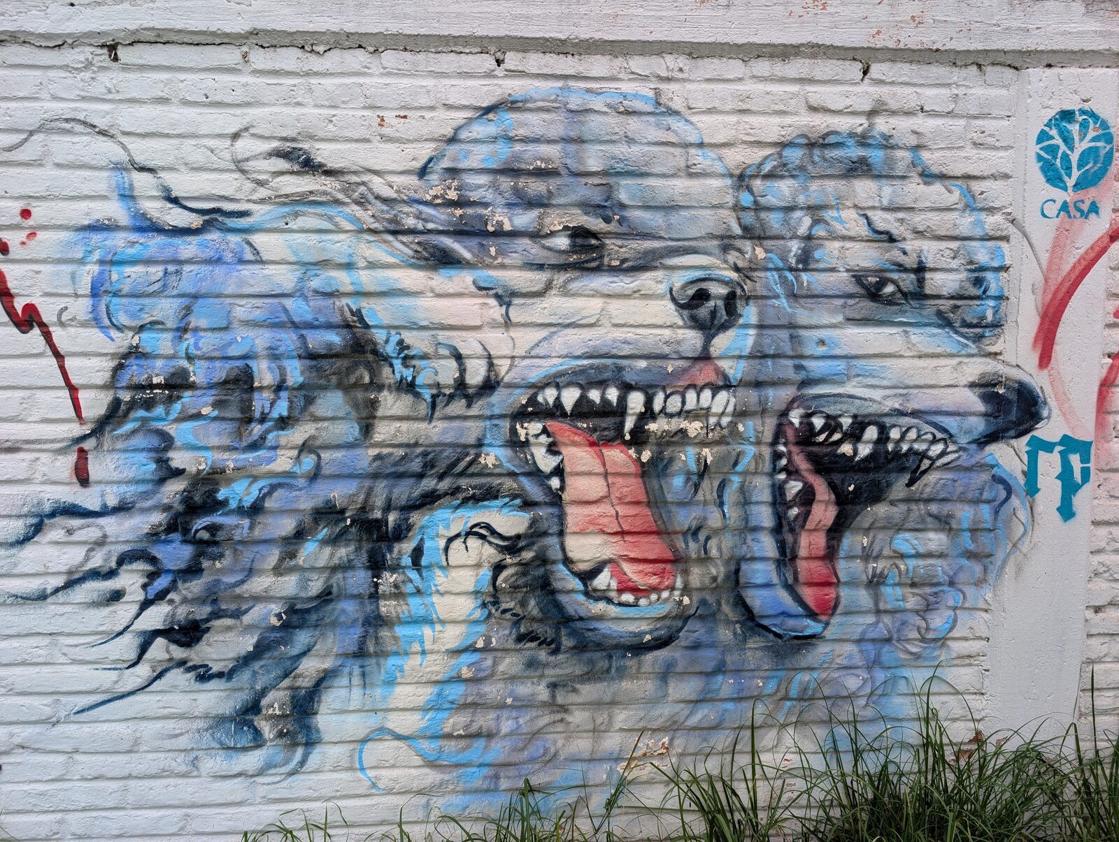 Lobos azules gruñendo