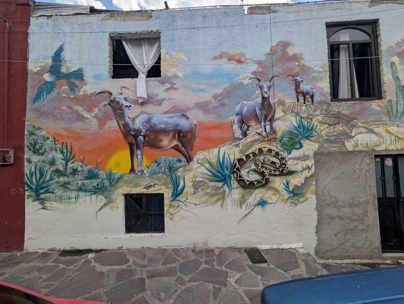 Desert bighorn at sunset
