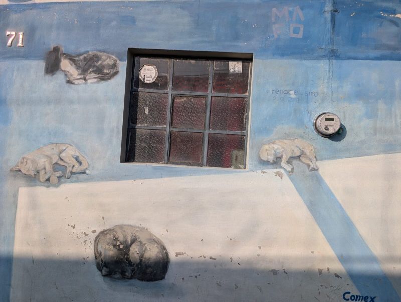 Sleeping street dogs