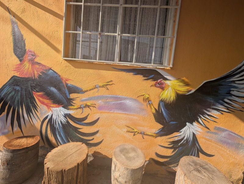 Fighting roosters
