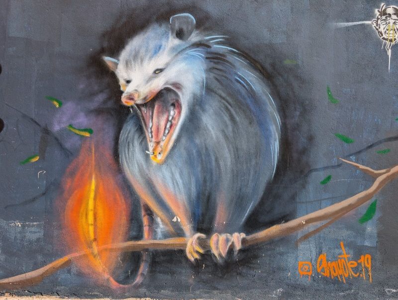 Snarling tlacuache