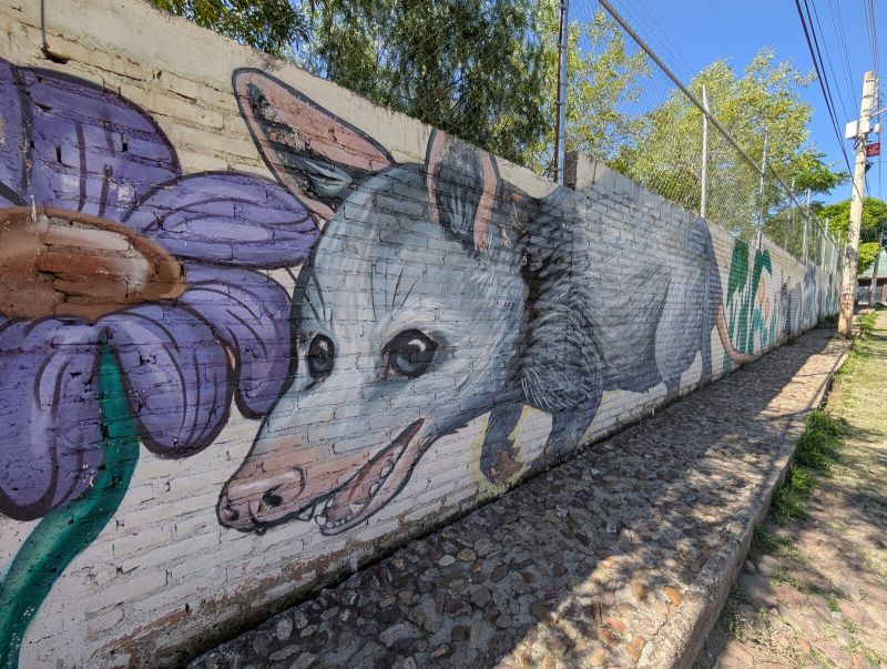 Tlacuache and flower