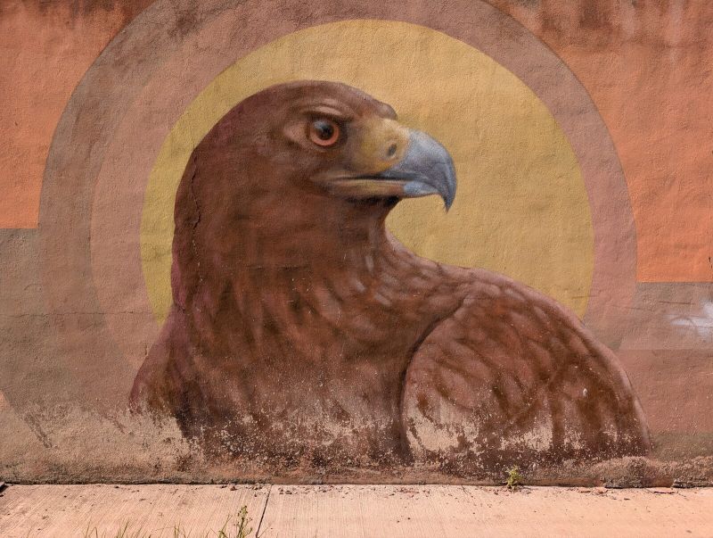 Golden eagle in profile
