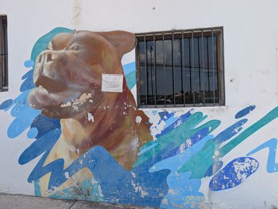 Pit bull gruñendo
