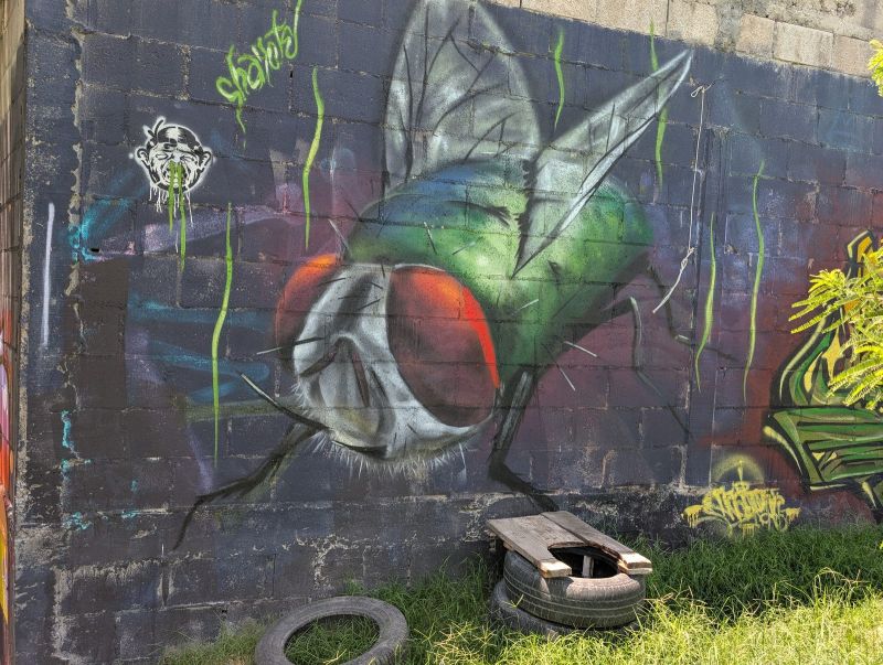 Giant housefly