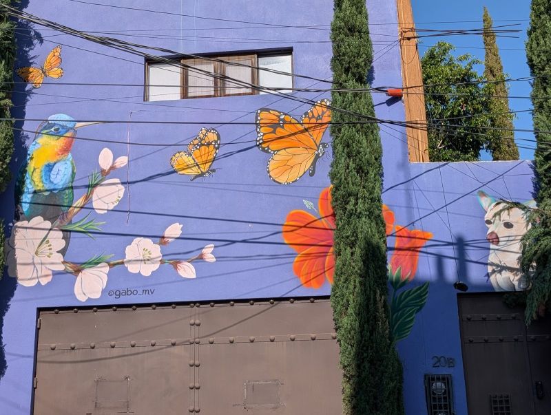 Hummingbird, monarchs and a cat