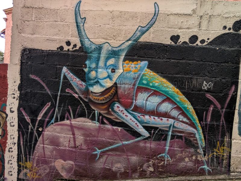Grinning grasshopper