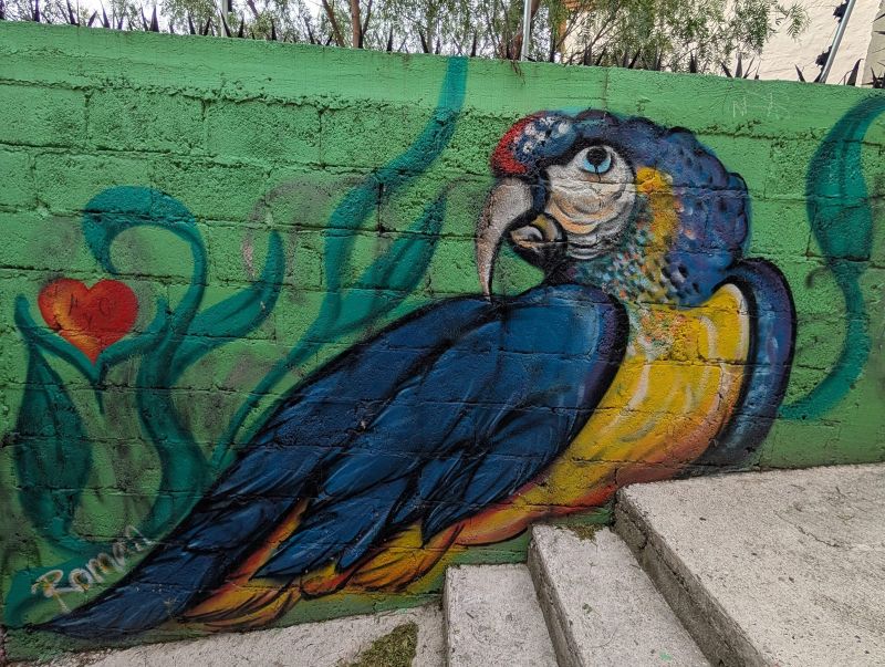 Blue-and-gold macaw