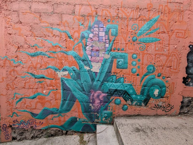 Flowering maguey