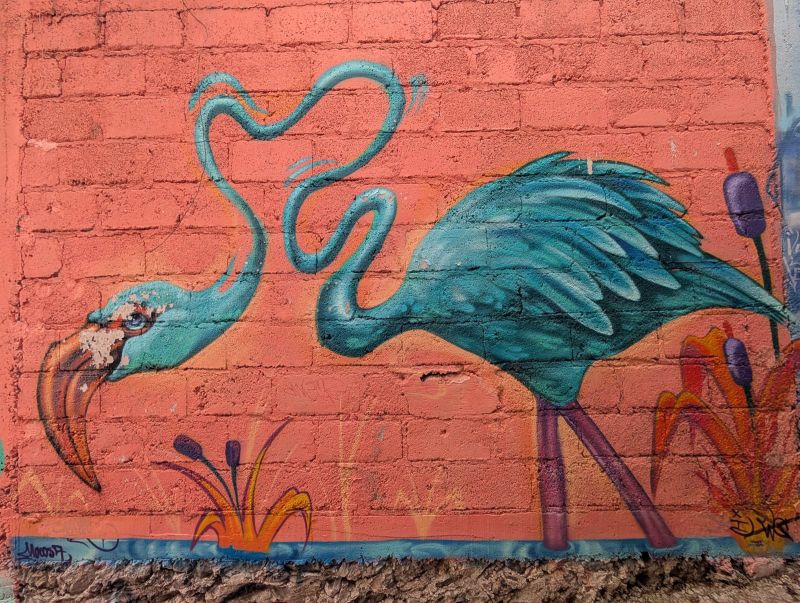 Teal flamingo