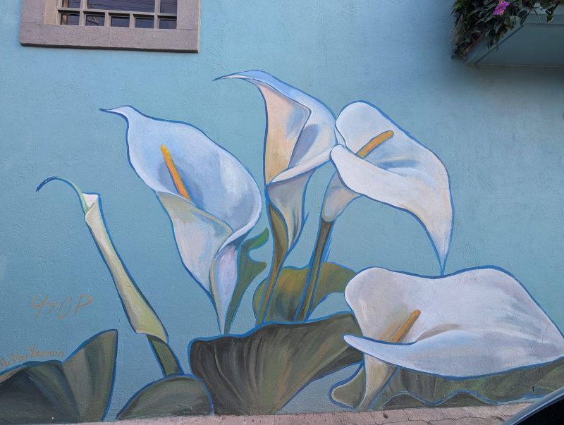 Calla lilies