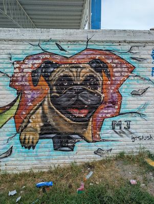 Pug saliendo del muro