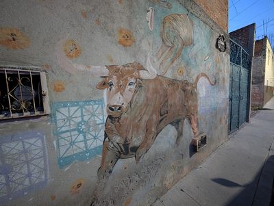 Toro cebú